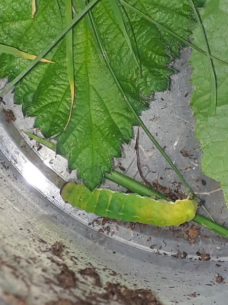 Please help me identify this caterpillar.