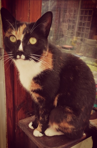 Does my cat like me/her life at all?