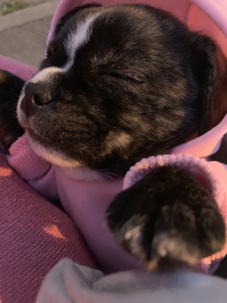 Puppy regret