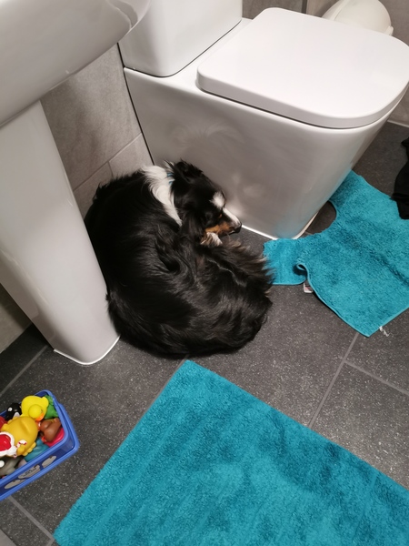 What is the stupidest thing your pet has done? Does it beat my dog? Pic included