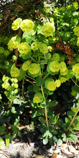 Name these blooms