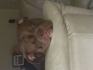 Tell me about your dog