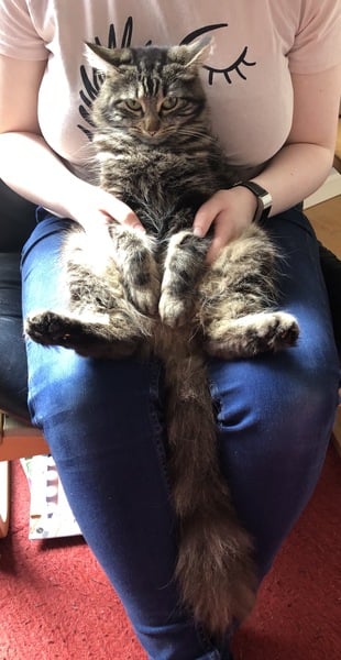 Paws, Ollie, Captain V and all the rest