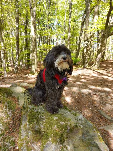 Tell me about your dog