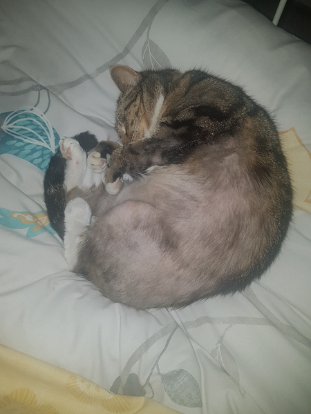 Really worried about my balding cat