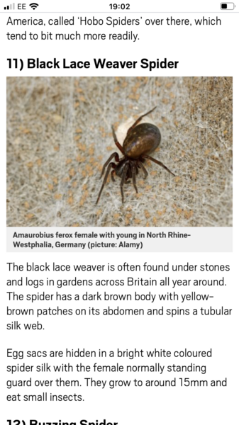Can anyone identify this spider (widow?) Warning! Photo of spider