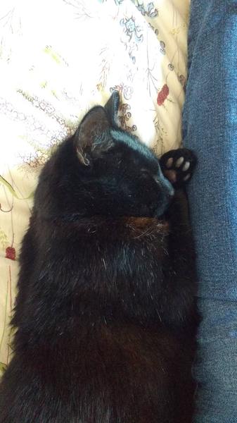 Sadness when rehoming goes wrong