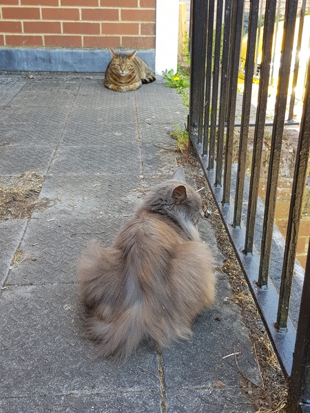 Thug Cat part 2. What, has this thing appeared again tonight?