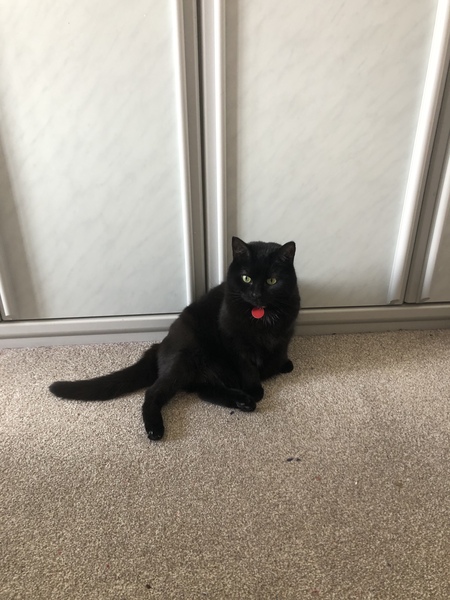 What is your cat called?