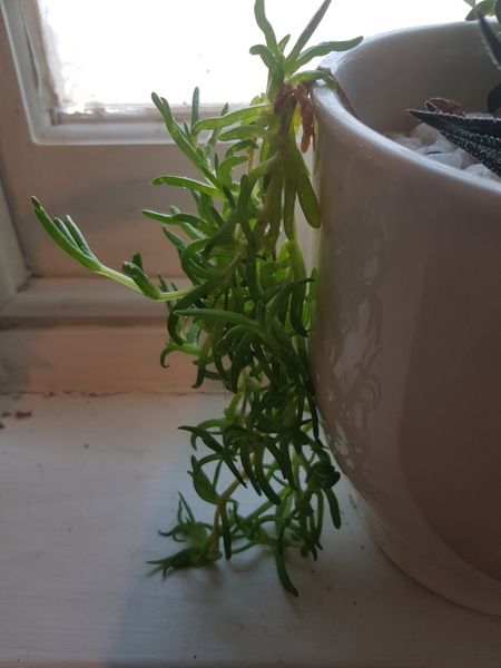 What is this please and what is the infestation?
