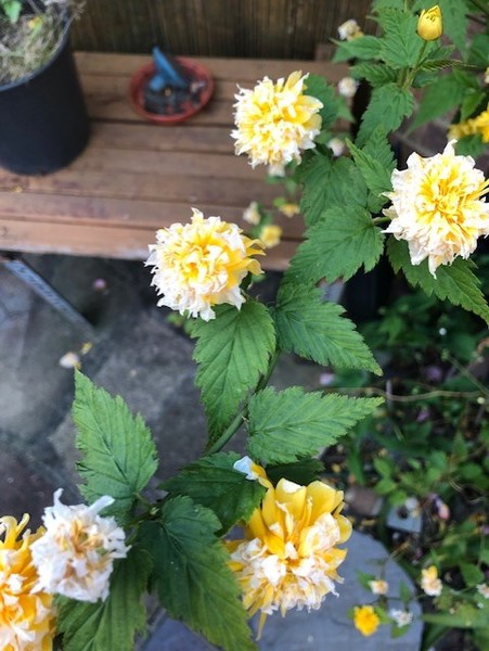 Another virgin gardener - is this plant a weed?