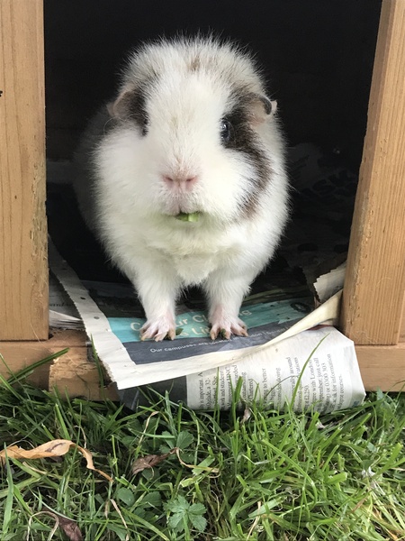 Guinea pig bath day!