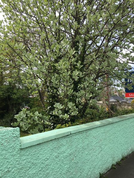 Can someone help me find out what tree this is?