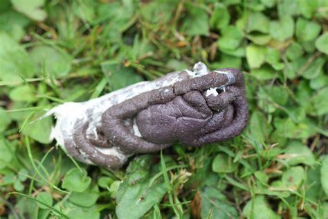 Mystery poo in garden