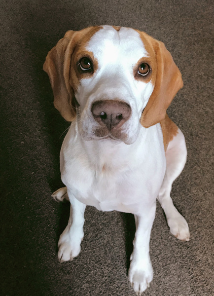 To not want a beagle?