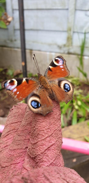 Have you seen any butterflies this spring ?
