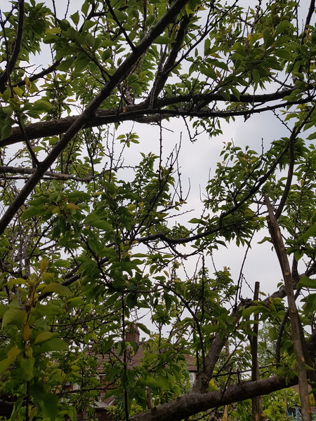 Apricot tree dying/unhappy - peach tree borer or canker