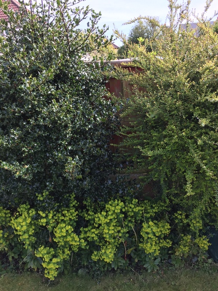 What can I plant for colour between these 2 shrubs?