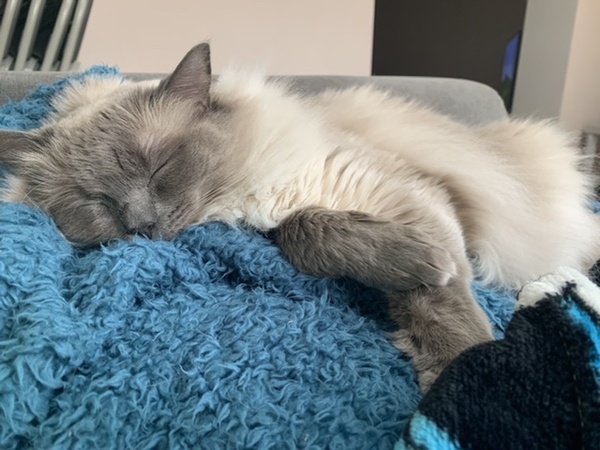 Thank goodness  for my cat