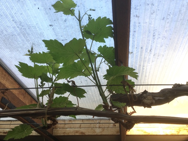 2020 new Gardeners’  thread