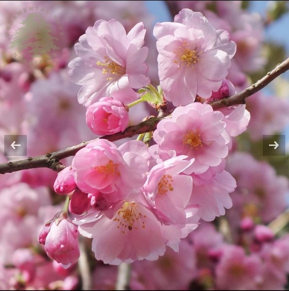 Blossom tree