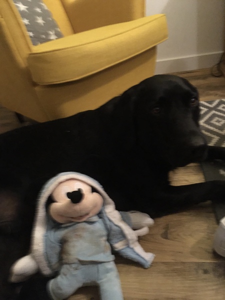 Tell me about your dog