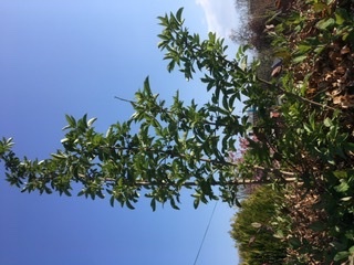 Anyone kind enough to tell me what this tree is...