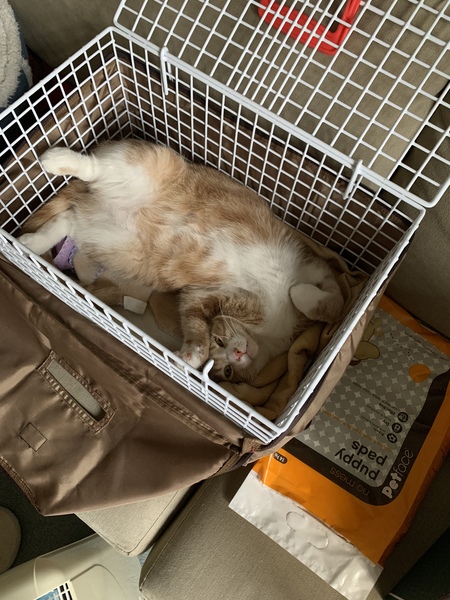 What are your pets up to today?