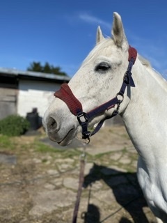 Horse for my 40th after 16 years of not riding...