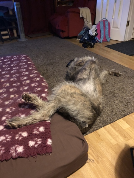 I think I assembled my dog wrong?