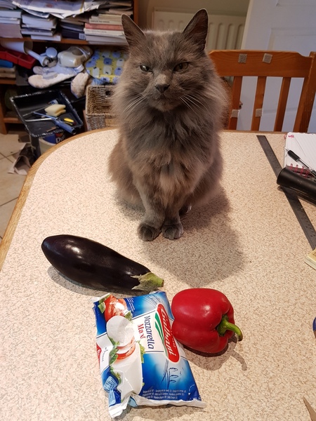 What's your DCat up to today? (Thread 7!)