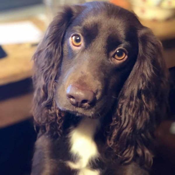 Talk to me about cocker spaniels as a first family dog