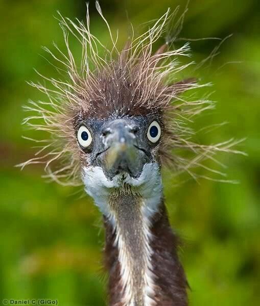 Hair help in the time of Coronavirus, please.