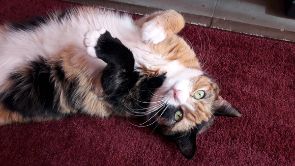 Thank goodness  for my cat