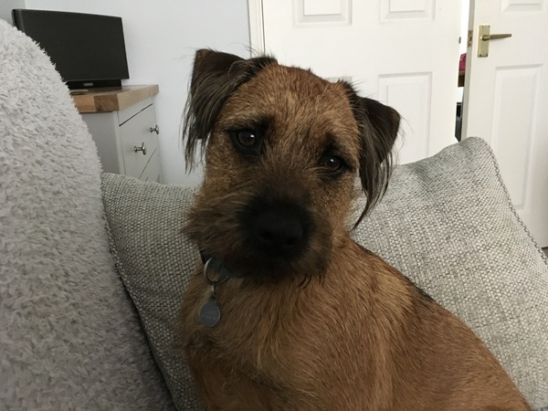 Puppy Survival 2020 - let's talk about something other than Covid-19