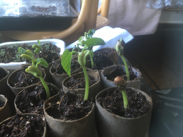 Veg Seedlings help please