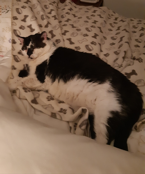 Our DCats Good Nights