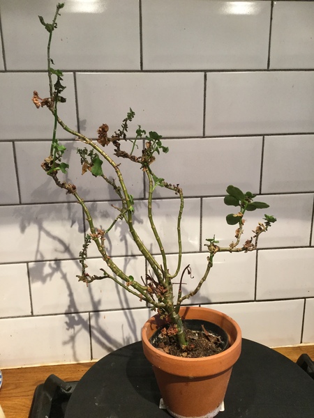 Thread for really fucking ugly houseplants