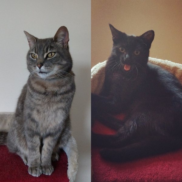 What is your cat called?