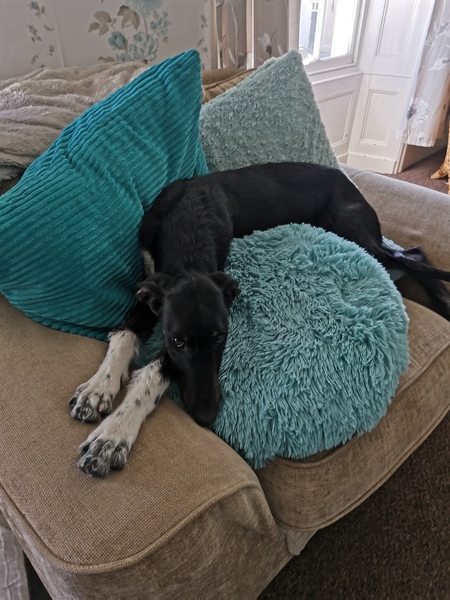 Puppy regret