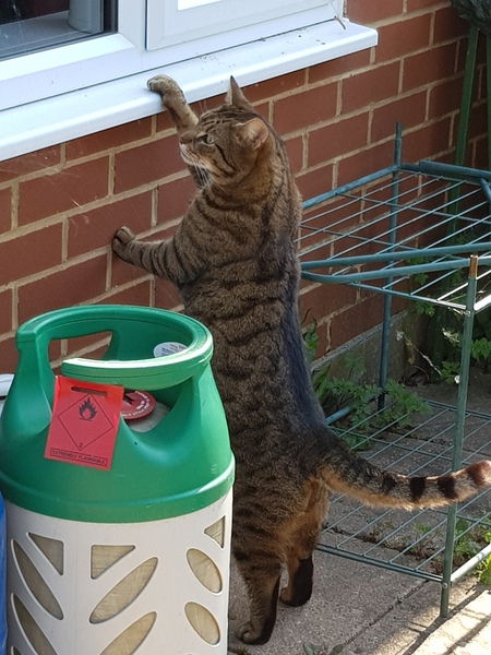 Thug Cat part 2. What, has this thing appeared again tonight?