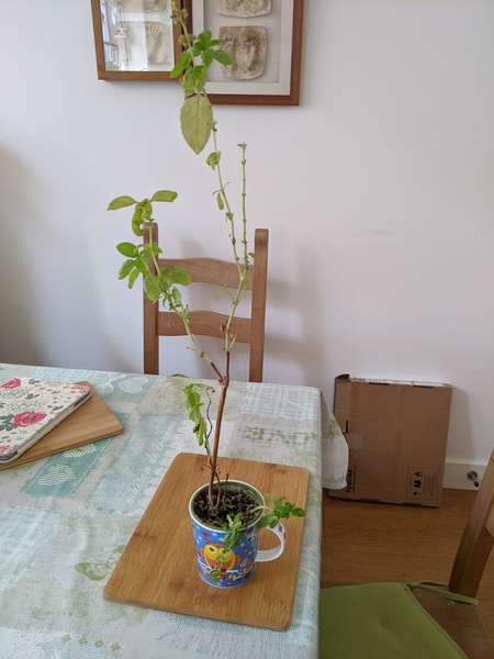 Thread for really fucking ugly houseplants