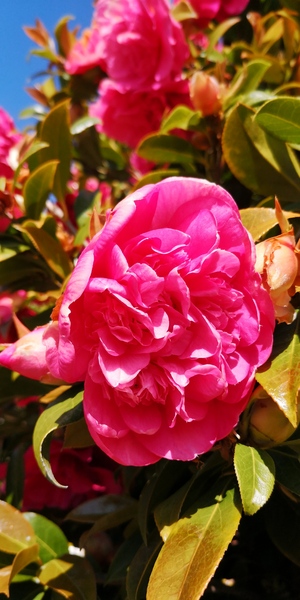 Name these blooms