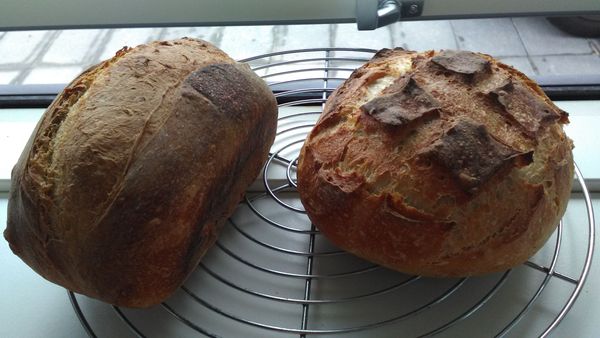 Calling sourdough starter experts!