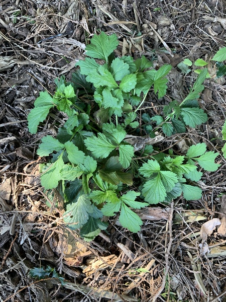 Anyone know what this is?