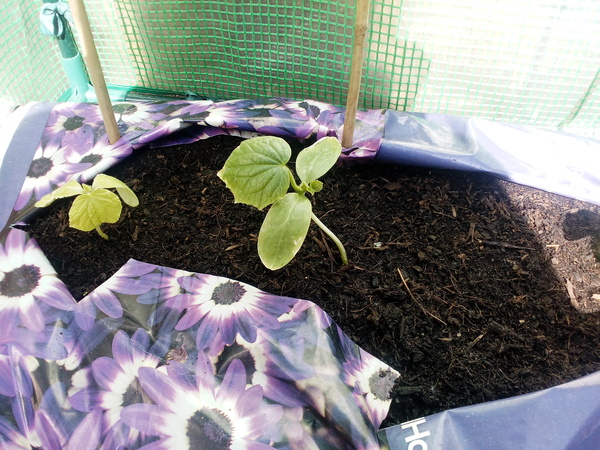 Sad looking cucumber plants