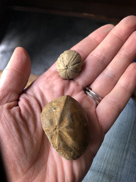 What is this object I found at our allotment?