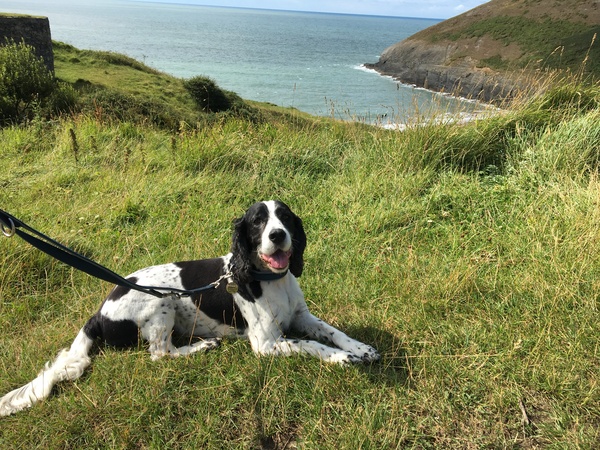 Considering a Sprocker Spaniel for our first dog.