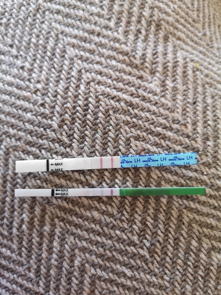 Is this a positive ovulation test / opk ????