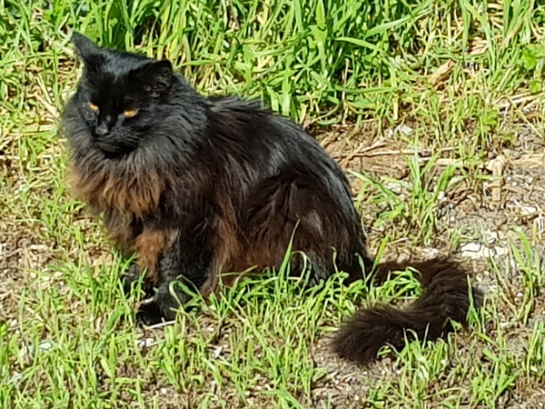 Thug Cat part 2. What, has this thing appeared again tonight?